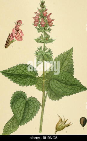 . Billeder af Nordens flora. Plants. 97.. SKOV GALTETAND, stachys silvatic,. Please note that these images are extracted from scanned page images that may have been digitally enhanced for readability - coloration and appearance of these illustrations may not perfectly resemble the original work.. Lindman, C. A. M. (Carl Axel Magnus), 1856-1928. København, G. E. C. Gad Stock Photo