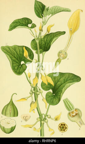 . Billeder af nordens flora. Plants; Plants; Plants. 362. SLANGEROD, aristolochia clematitis. A.SDRT2ELLi. Please note that these images are extracted from scanned page images that may have been digitally enhanced for readability - coloration and appearance of these illustrations may not perfectly resemble the original work.. Mentz, August, 1867-1944; Ostenfeld, C. H. (Carl Hansen), 1873-1931. København, G. E. C. Gad's forlag Stock Photo