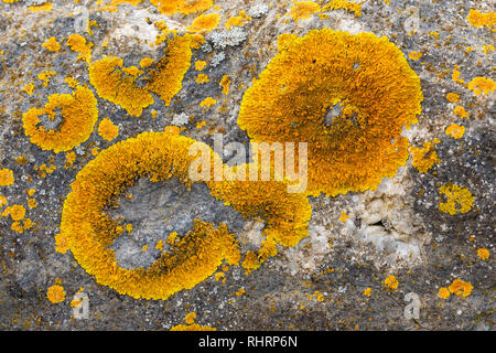 Maritime Sunburst Lichen, or Yellow Sunburst Lichen, Xanthoria parietina, on coastal rock, Severn Beach, South Gloucestershire, UK Stock Photo