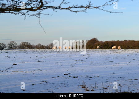 Beautiful soft winter light falls on sheep grazing in fields high in the North Downs, on the summit of Fackenden Down, Shoreham, Kent, England Stock Photo
