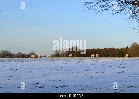 Beautiful soft winter light falls on sheep grazing in fields high in the North Downs, on the summit of Fackenden Down, Shoreham, Kent, England Stock Photo