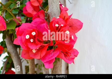 Blossom in Capri Island Stock Photo