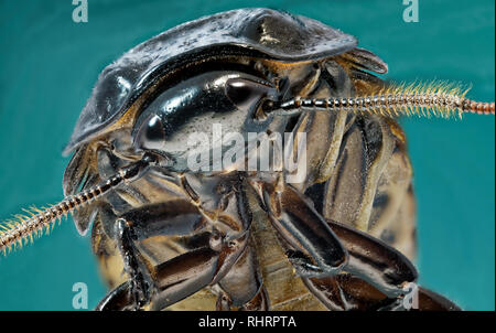 Photo Madagascar cockroach Stock Photo