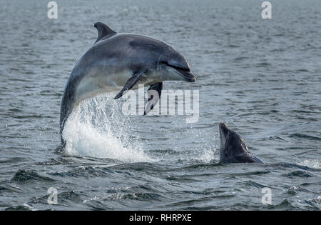 Wild Bottlenose Dolphins Jumping Out Of Ocean Water At The Moray Firth Near Inverness In Scotland Stock Photo