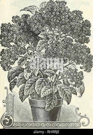 . Big bargain catalogue : Miss Ella V. Baines, the woman florist, Springfield, Ohio spring 1898. Seed industry and trade; Seeds; Flowers; Plants, Ornamental; Bulbs (Plants); Gardening. New Paris Daisy, Mad. Gailbert,—This is one of the finest new plants that has ever been introduced. Nothing can be imagined that is finer. All know the old varieties of Paris Daisies, how beautiful and much sought after for decorations of all kinds. This new variety blooms constantly and will produce ten blooms to the old variety's one. Nothing is so airy and graceful as these blossoms of large, white petals, sh Stock Photo