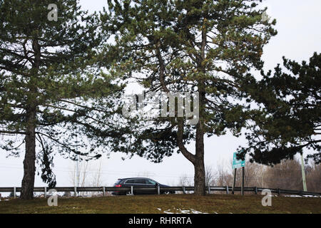 moving car and forever green trees Stock Photo