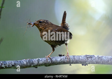 Pacific wren with an insect to feed newly fledged offspring in summer. Yaak Valley in the Purcell Mountains, NW Montana. (Photo by Randy Beacham) Stock Photo
