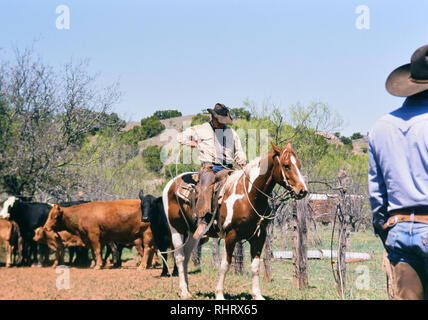 Cowboy on horseback at a Texas ranch during spring round up and branding time Stock Photo