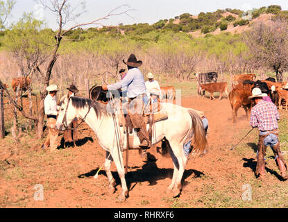 Cowboy on horseback at a Texas ranch during spring round up and branding time Stock Photo