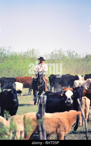 Cowboys separating calves from the mother cows during a spring roundup on a Texas ranch Stock Photo