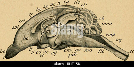 . Practical anatomy of the rabbit : an elementary laboratory textbook ...