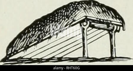 . Biggle swine book. Swine. [from old catalog]. 46 BIGGLE SWINE BOOK. The covered end protects the occupant from sun and rain. Two wheels made from a plank are screwed at one end, while handles are placed at the other. It can be moved its length every day. Many cheap shelters for hogs used in the Ohio valley are made by piling the straw from the stacker over and around a simple frame-work. The illustration shows a type of this cheap but effec- tive shelter. It would be better with the sides boarded up and straw piled all over it except the front. For a permanent hog pasture sow four quarts of  Stock Photo