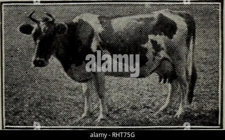. Biggle cow book; old time and modern cow-lore rectified, concentrated and recorded for the benefit of man. Cows. MOTHER COW. 25 The dam will lick dry her offspring and the calf will usually go to sucking of its own accord. The careful dairyman will, however, try to keep an eye on important events of this character, since accidents sometimes happen. The first milk of the cow is of a peculiar character. It is especially designed by nature to act as a pur- gative, and thus put the bowels of the young calf in perfect working condition. The first milk is called colostrum. It is advised by some da Stock Photo