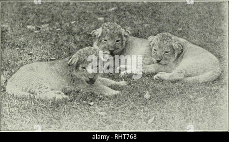 . Big game hunting in Africa and other lands; the appearance, habits, traits of character and every detail of wild animal life ... Hunting -- Africa; Animal behavior. THE STORY OF THE LION. 119 oak forests to feed on acorns. In India, the lion usually feeds on deer, antelope, wild pigs, cattle, horses, donkeys and camels. In Africa, they prey upon antelopes, zebras, quaggas, buffaloes and giraffes. Were a zebra, a fat rhinoceros and a fat buffalo' tO' be killed and left out it is probable that they would be eaten in the order I have named. Soft succulent fat is what the lion probably considers Stock Photo