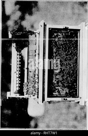 . Biggle bee book [microform] : a swarm of facts on practical bee-keeping, carefully hived. Bees. I I. 0 75 X 0 0 0. 0 z &lt; C/5 U Si Chapter IX OUT APIARIES. MOVING BEES Don't bite off more than yvii can cheuK—Tvc. Unless the beekeeper is located in an unusually favorable locality, he will have to resort to a system of out apiaries, especially if he depends upon bee- keeping for a livelihood. Generally speaking, it is the height of folly to overstock a locality with too many colonies, for there is a limit to even the most promising dis- tricts. It is the lack of bee forage that has led the Stock Photo