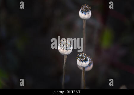 Poppy seed plant Stock Photo