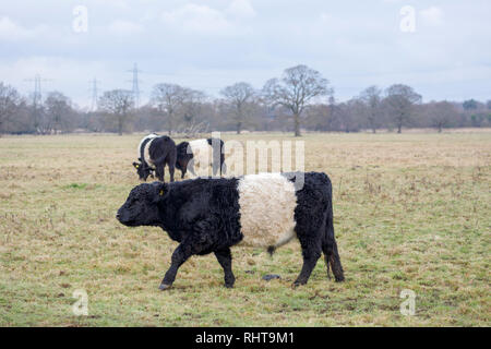 Belted Galloway cows with characteristic long hair coat and broad white belt, a traditional Scottish breed of beef cattle in a field in Wisley, Surrey Stock Photo