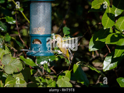 Two European greenfinches (Carduelis chloris), one in flight with outstretched wings, squabbling and fighting on a bird feeder in a garden in Surrey, southeast England, UK in winter Stock Photo