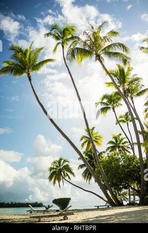 Palm-fringed white beaches at Pearl Beach Resort in Bora Bora Stock Photo