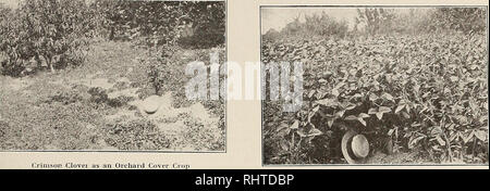 . Better fruit. Fruit-culture. igii BETTER FRUIT Page 49. The ])are patches show where the plants have been killed out during the winter The Cowpea as an Orchard Cover Crop discuss the principles of feeding plants. It is enough to say that in general plants require three elements of plant food, and the apple tree is no excep- tion. These elements are nitrogen, pot- ash and phosphoric acid. While not usually considered a necessary element of plant food, which must be supplied, lime is of much benefit to most crops, and its value should be considered when buying fertilizers. If these ele- ments  Stock Photo