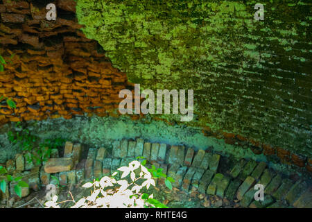 Coketown Coke Oven Ruins, Thomas, West Virginia Stock Photo