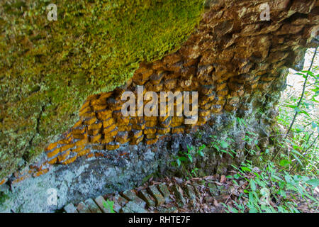 Coketown Coke Oven Ruins, Thomas, West Virginia Stock Photo