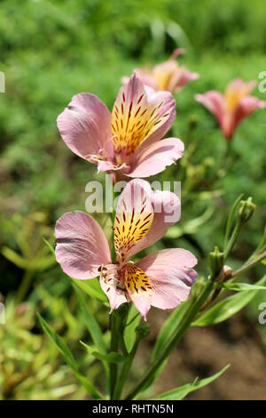 Beautiful fresh lily flowers in nature background Stock Photo