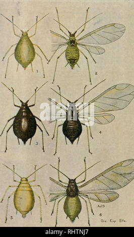. Better fruit. Fruit-culture. Figures 1 and 2—Green apple aphis. Figures 3, 4, 5 and 6—Brown apple aphis. Figures 7 and 8—NVoolly apple aphis. Figure 9—Egg of brown apple aphis. Figure 10—Egg of green apple aphis. Figure 11—Egg of woolly apple aphis. Figures 1 and 2—Plum-hop aphis. Figures 3 and 4—Black cherry aphis. FiGURts 5 AND 6—Green plum aphis. BETTER FRUIT PUBLISHING COMPANY, PUBLISHERS, PORTLAND, OREGON Subscription $1.00 per Year in the United States; Canada .^1.2.5; Foreign, Including Postage, $1.50. Single Vnuy 10 Cents. Please note that these images are extracted from scanned page Stock Photo