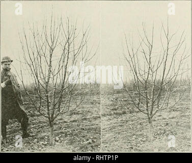 . Better fruit. Fruit-culture. Figure 28—At left: Five-year-old Wagener apple tree which was summer priinet! in July. Photograph taken the following January. Note the amount ot after-groth, indicating that the tree ^as pruned at about the right jjeriod. A splendid ty))e of modified leader. At right: Same tree after winter pruning. Note the light amount of wood which has been removed in thiuTiing out; almost no heading back. or 28 inches, and then space the branches from as near the ground as you can get them up to the top of the trunk. However, if you cut the tree at 25 or 28 inches and the Stock Photo
