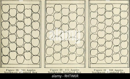 . Better fruit. Fruit-culture. ipi6 BETTER FRUIT Page 1. Figure 28—1()3 Apples Northwest Standard Box -175 Apples Standard Box Figure 31—188 Apples Northwest Standard Box. Please note that these images are extracted from scanned page images that may have been digitally enhanced for readability - coloration and appearance of these illustrations may not perfectly resemble the original work.. Washington State Apple Commission. Hood River, Ore. , Better Fruit Pub. Co Stock Photo