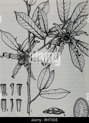 . biao ben guan shou ce. botany. ^^^^. 150. Please note that these images are extracted from scanned page images that may have been digitally enhanced for readability - coloration and appearance of these illustrations may not perfectly resemble the original work.. Yao Yijian translated. Stock Photo