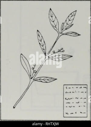 . biao ben guan shou ce. botany. 3.??????????????? ?????????????. 67. Please note that these images are extracted from scanned page images that may have been digitally enhanced for readability - coloration and appearance of these illustrations may not perfectly resemble the original work.. Yao Yijian translated. Stock Photo