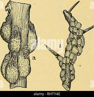 . The Bermuda islands. An account of their scenery, climate, productions, physiography, natural history and geology, with sketches of their discovery and early history, and the changes in their flora and fauna due to man. Natural history. Figure 184.—a, Bi'oad-scale {Lecanium hesperidum); b, Purple-scale {Mytilasjns citricola) ; c, Long-scale {M. Gloveri); d, Eed-scale (Aspidiotus aurantii); d', male, d&quot;, female ; e, White-scale {A. Nerii). Figure 185.—Mealy-bug, after Harris. Figure 183.—Fluted Scale or Cottony Cushion-scale {Icerya Purchasi). Figure 186.—Mealy-bug {Pulvinaria innumerabi Stock Photo