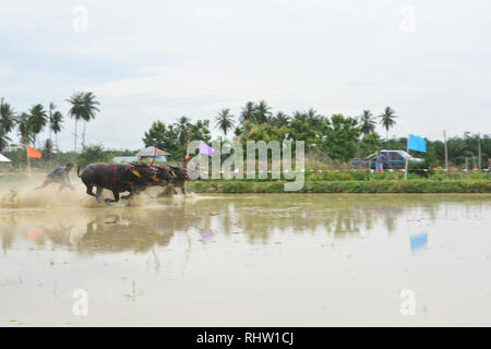 CHONBURI, THAILAND - JUNE 18, 2017 : Status of traditional Buffaloes racing in Chonburi, Thailand.The event is normally held before the rice planting  Stock Photo