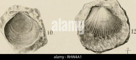 . Berichte der Naturforschenden Gesellschaft zu Freiburg i. Br. Science. . Please note that these images are extracted from scanned page images that may have been digitally enhanced for readability - coloration and appearance of these illustrations may not perfectly resemble the original work.. Naturforschende Gesellschaft zu Freiburg i. B; Gruber, August, 1853- ed; Gerhardt, K. , ed. Freiburg i. B Stock Photo
