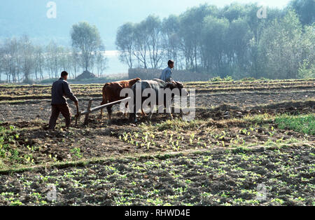 Farmers ploughing the earth with bullocks near the first bend of the Yangtze River (the river is seen in the background). The river is set to flood wi Stock Photo