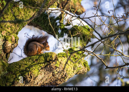 This is a picture of a Red Squirrel sitting on the branch of a tree in an forest in Ireland. The picture was taken in the winter and there is snow on  Stock Photo