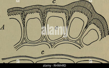 . Foundations of Botany. Botany. MINUTE STRUCTURE OF LEAVES 157. to soak through it with ease. Merely examining sections of the various kinds of epidermis will not give nearly as good an idea of their properties as can be obtained by studying the behavior during severe droughts of plants which have strongly cutinized surfaces and of those which have not. Fig. 121, however, may convey some notion of the difference between the two kinds of structure. In most cases, as in the india- rubber tree, the ex- ternal epidermal cells (and often two or three layers of cells beneath these) are *^^ n^^&quot Stock Photo