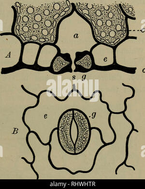 . Foundations of Botany. Botany. MINUTE STRUCTURE OF LEAVES 153 cu In the case of an apple tree, where the epidermis of the lower surface of the leaf contains about 24,000 stomata to the square inch, or the black walnut, with nearly 300,000 to the square inch, the total number on a tree is incon- ceivably large. 163. Uses of the Parts examined. — It will be most con- venient to discuss the uses of the parts of the leaf a little later, but it will make matters simpler to state at once that the epi- dermis serves as a mechanical protec- tion to the parts beneath and pre- vents excessive evaporat Stock Photo