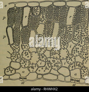 . Foundations of Botany. Botany. MINUTE STRUCTURE OF LEAVES 151 Take measurements from the last three sketches with a scale and, knowiug what magnifying power was used, answer these questions I : (a) How thick is the epidermis ? (&amp;) What is the length and the breadth of the epidermal cells? (c) What is the average size of the pulp-cells ? A stoma is a microscopic pore or slit in the epidermis. It is bounded and opened and shut by guard-cells (Fig. 118, g), usually two in number. These are generally. Fig. 116. — Vertical Section of the Leaf of the Beet. (Much magnified.) e, epidermis ; p, p Stock Photo