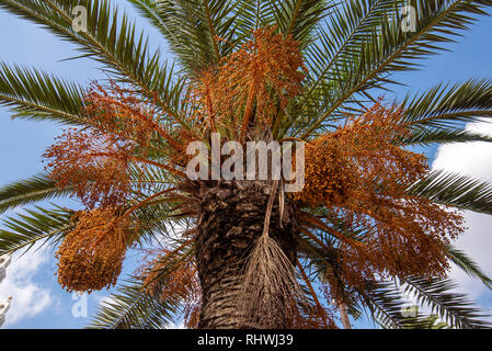 Panorama of Palm trees in The Arab League Park ( Parc de la Ligue Arabe ) in Casablanca, Morocco. Main attraction and beautiful green garden Stock Photo