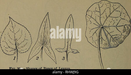 . Foundations of Botany. Botany. 132 FOUNDATIONS OF BOTANY. Fig. 90. — Shapes of Bases of Leaves. 1, heart-shaped (unsymmetrically); 2, arrow- shaped ; 3, halberd-shaped. Fig. 91. —Peltate Leaf of Tropseolum.. Please note that these images are extracted from scanned page images that may have been digitally enhanced for readability - coloration and appearance of these illustrations may not perfectly resemble the original work.. Bergen, Joseph Y. (Joseph Young), 1851-1917. Boston, Ginn &amp; company Stock Photo