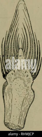 . Foundations of botany. Botany; Botany. ax.. Fig. 85. —A slowly grown ...