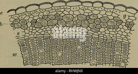 . Foundations of botany. Botany; Botany. STRUCTURE OF THE STEM 91 (8 ...