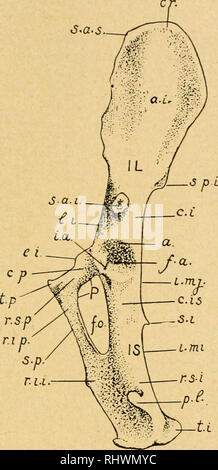 Labeled Diagram Of Femur Of A Rabbit