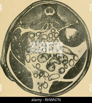 . Bensley's Practical anatomy of the rabbit : an elementary laboratory text-book in mammalian anatomy. Rabbits -- Anatomy. VIII A TRANSVERSE SECTION OF THE ABDOMEN 155. Please note that these images are extracted from scanned page images that may have been digitally enhanced for readability - coloration and appearance of these illustrations may not perfectly resemble the original work.. Bensley, B. A. (Benjamin Arthur), 1875-1934; Craigie, E. Horne (Edward Horne), 1894-. Philadephia : Blakiston Stock Photo