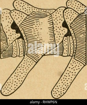 . Practical anatomy of the rabbit : an elementary laboratory textbook ...