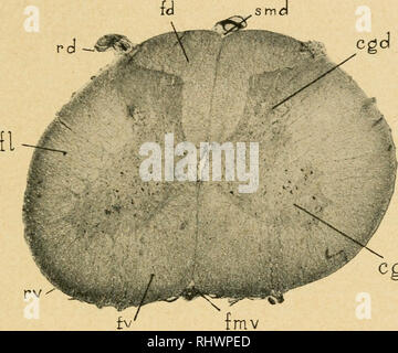 . Bensley's Practical anatomy of the rabbit : an elementary laboratory text-book in mammalian anatomy. Rabbits -- Anatomy. NERVOUS TISSUES 31 peripheral distribution of both afferent and efferent fibres, there is a marked difference between those associated with the external or somatic portions of the body and providing for external adjust- ments to the environment and those connected with internal or visceral portions and serving for the internal integration of processes within the body. Consequently somatic and visceral kinds of both afferent and efferent fibres are distinguished.. cgv Fig.  Stock Photo