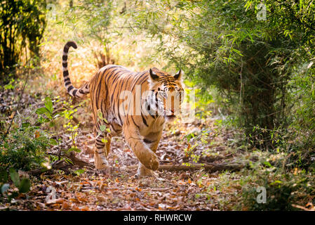 Bengal tiger walking towards Camera in Bandhavgarh National Park, Madhya Pradesh Stock Photo