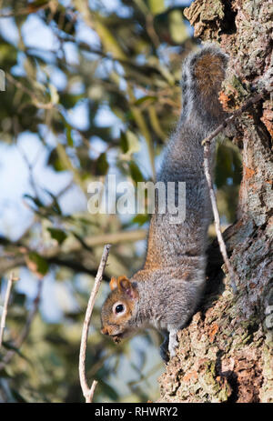 Grey Squirrel (Sciurus carolinensis) running down a tree trunk in Winter in West Sussex, England, UK. Stock Photo